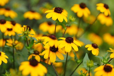 Close-up of yellow flowering plants on field