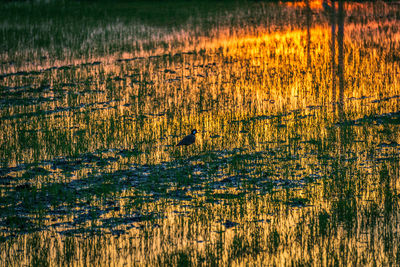 View of birds in the field