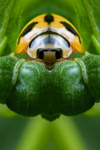 Close-up of insect on leaf