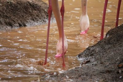 Low section of people in water