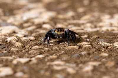 Close-up of spider