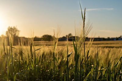 View of stalks in field against sky