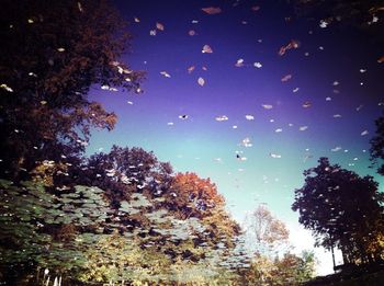 Low angle view of trees against sky