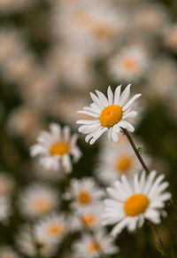 Close-up of white daisy flowers