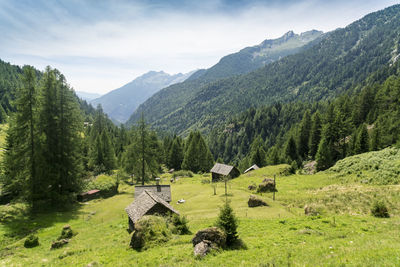 Valley in ticino in summer with barns and wooden huts and alps