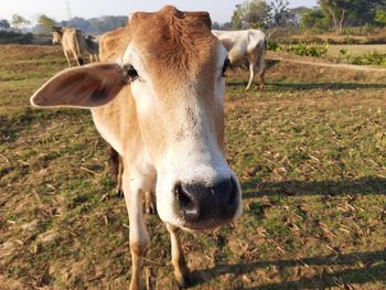 Portrait of cow