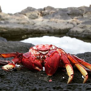 Close-up of red crab on beach