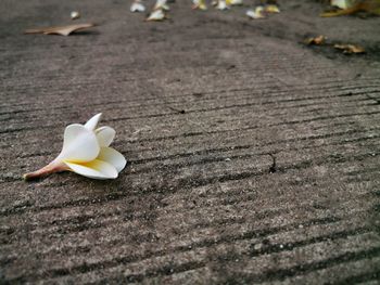 Close-up of white frangipani on plant