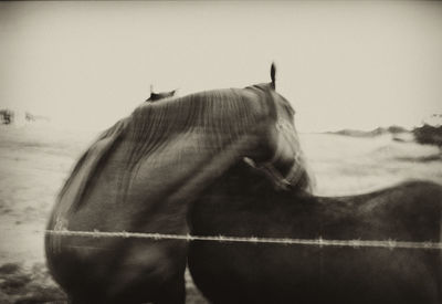 View of horse in ranch against sky