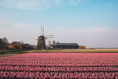 View of flowering plant on field against sky