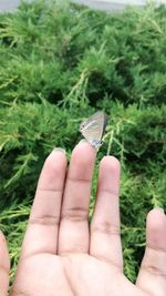 Close-up of hand holding butterfly