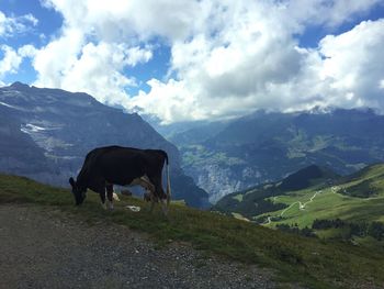 Cows grazing on mountain against sky