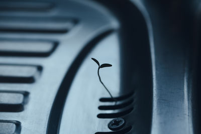 Close-up of seedling growing from drain