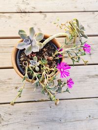 High angle view of flowering plants on wooden table