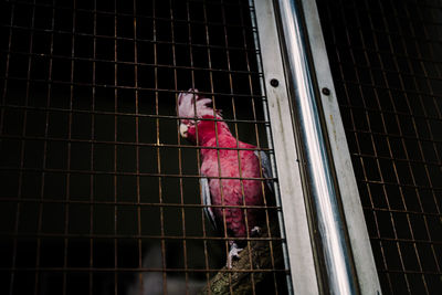 View of a bird in cage