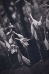 Close-up of flowers