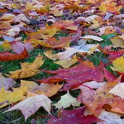 Full frame shot of maple leaves