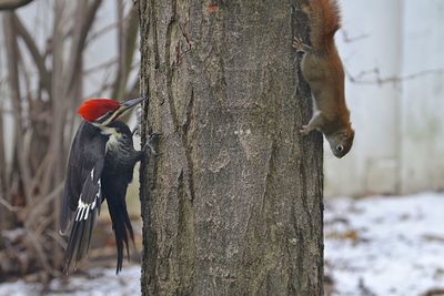 Bird perching on tree trunk during winter