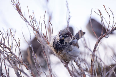 Close-up of bird perching on branch