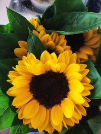 Close-up of sunflower on plant