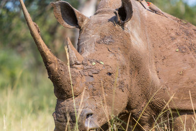 Rhinoceros walking on grassy field