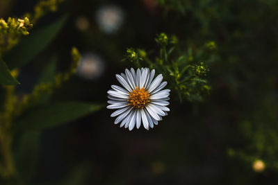 Close-up of white daisy flower