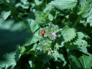 Close-up of ladybug on plant