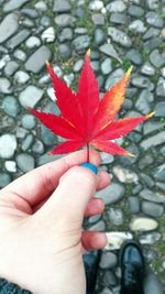 Close-up of hand holding maple leaf during autumn