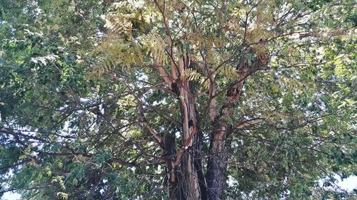 Low angle view of trees against sky