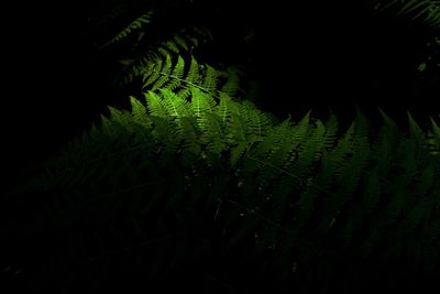 View of trees at night