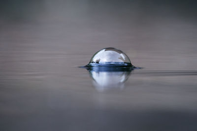 Close-up of water drop