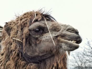 Close-up of a camel against clear sky