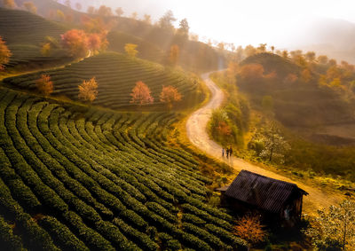 Aerial view of agricultural field