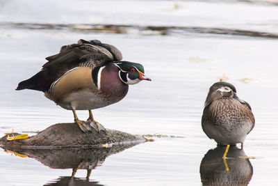 Close-up of ducks on lake