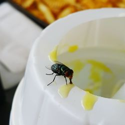 Close-up of insect on white