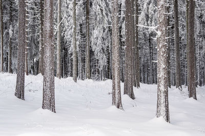 Trees on snow covered landscape