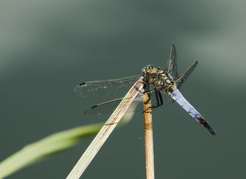 Close-up of dragonfly on plant