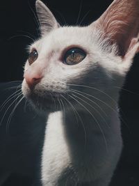 Close-up of cat looking away