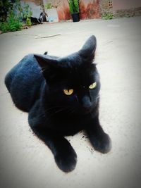 High angle portrait of black cat relaxing outdoors