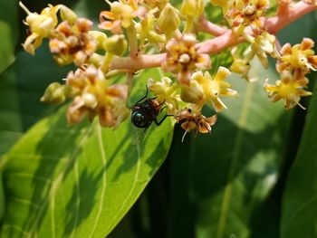 Close-up of insect on flower