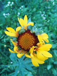 Close-up of sunflower in field