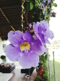 Close-up of purple flowers blooming outdoors