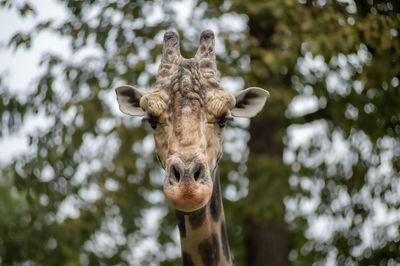 Close-up of giraffe