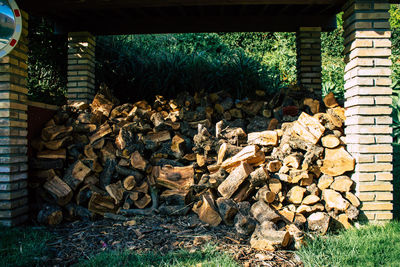 Stack of logs in forest