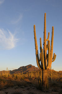 Cactus in desert against sky