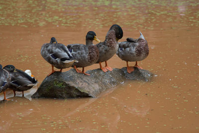 Close-up of birds in lake