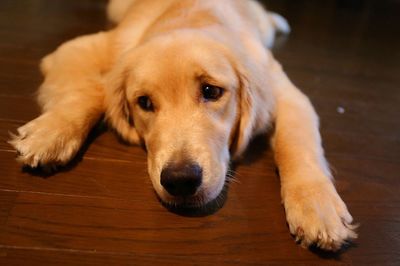 Close-up portrait of dog relaxing on floor