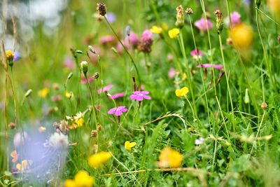 Close-up of purple flowering plants on field