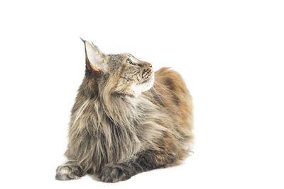 Close-up of a cat looking up over white background