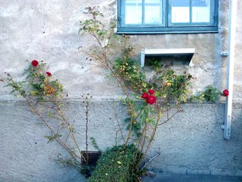 Flowers growing on window of building